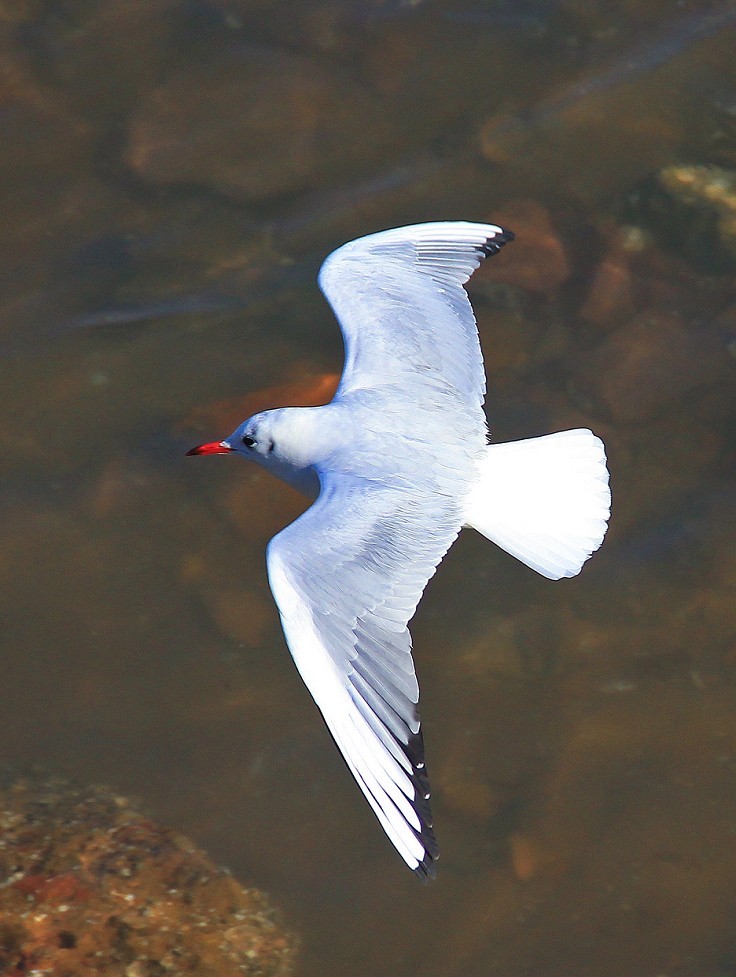 2023年元月一日新年第一帖。祝大家新年快乐万事如意！