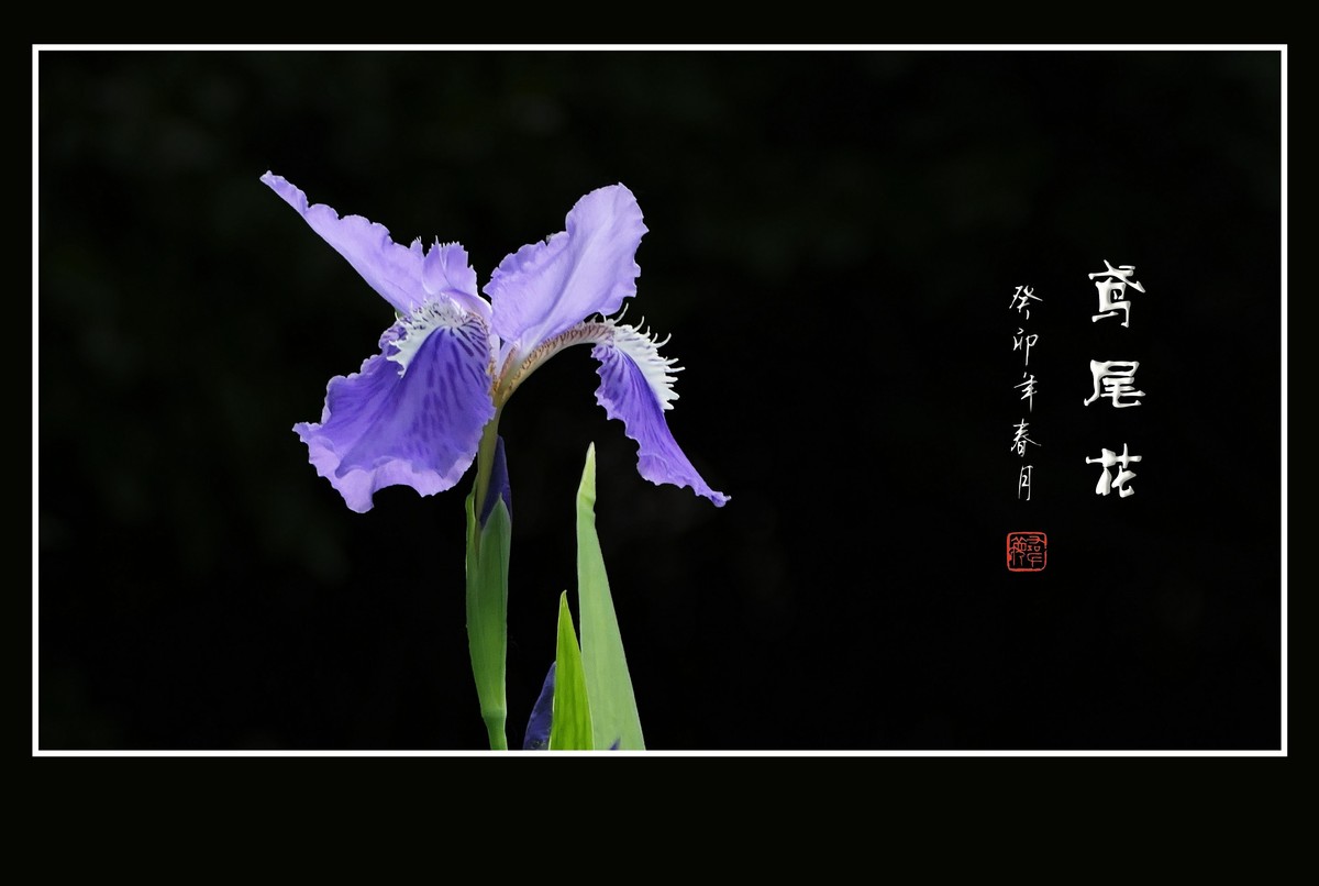 如同紫蝶草上舞的鸢尾花