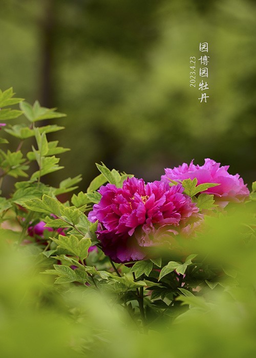 暮春的几枝牡丹