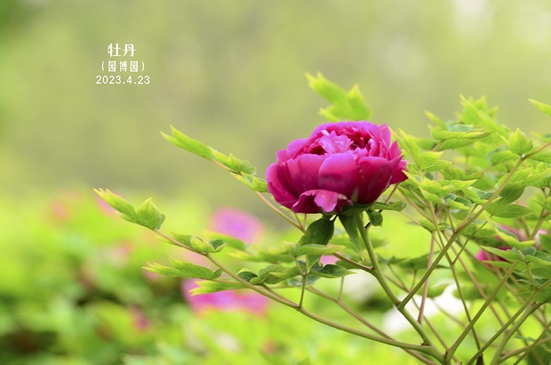 暮春的几枝牡丹