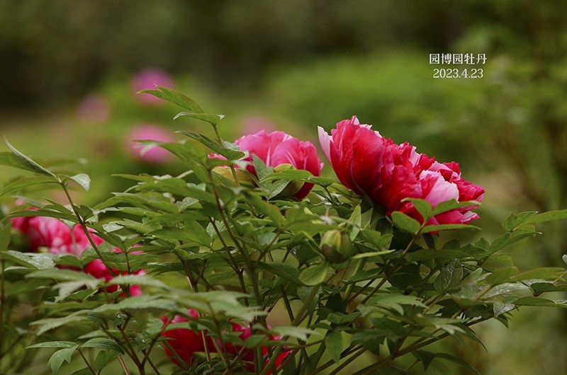 暮春的几枝牡丹