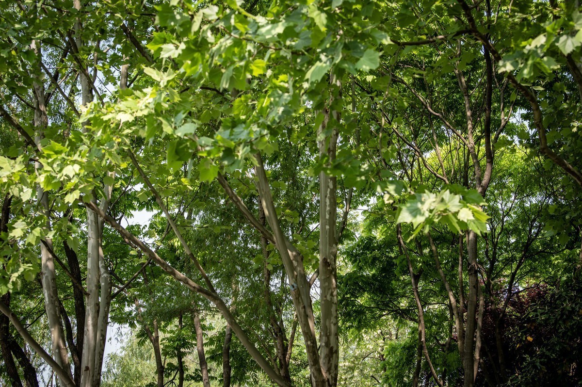 庐州印象（324）天鹅湖体育公园