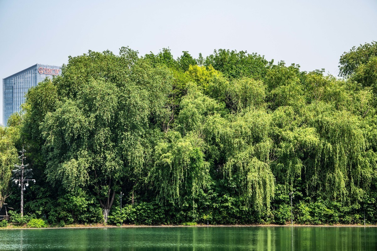 庐州印象（324）天鹅湖体育公园