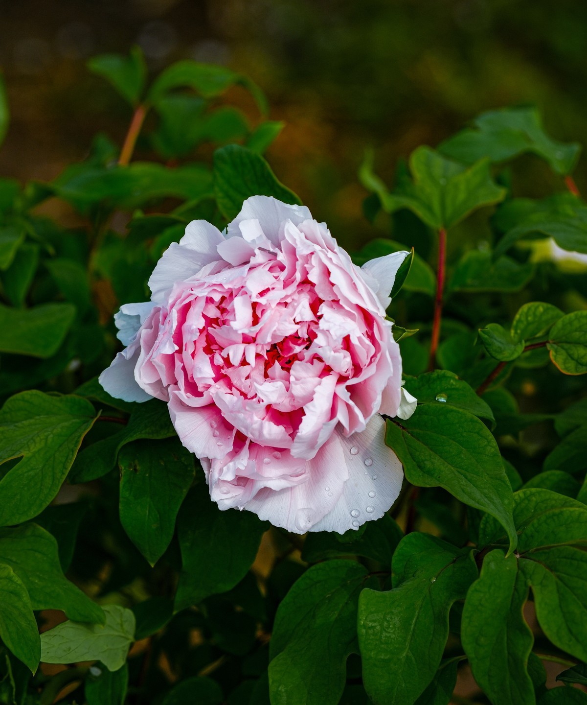 春游景山公园20240411 《1》