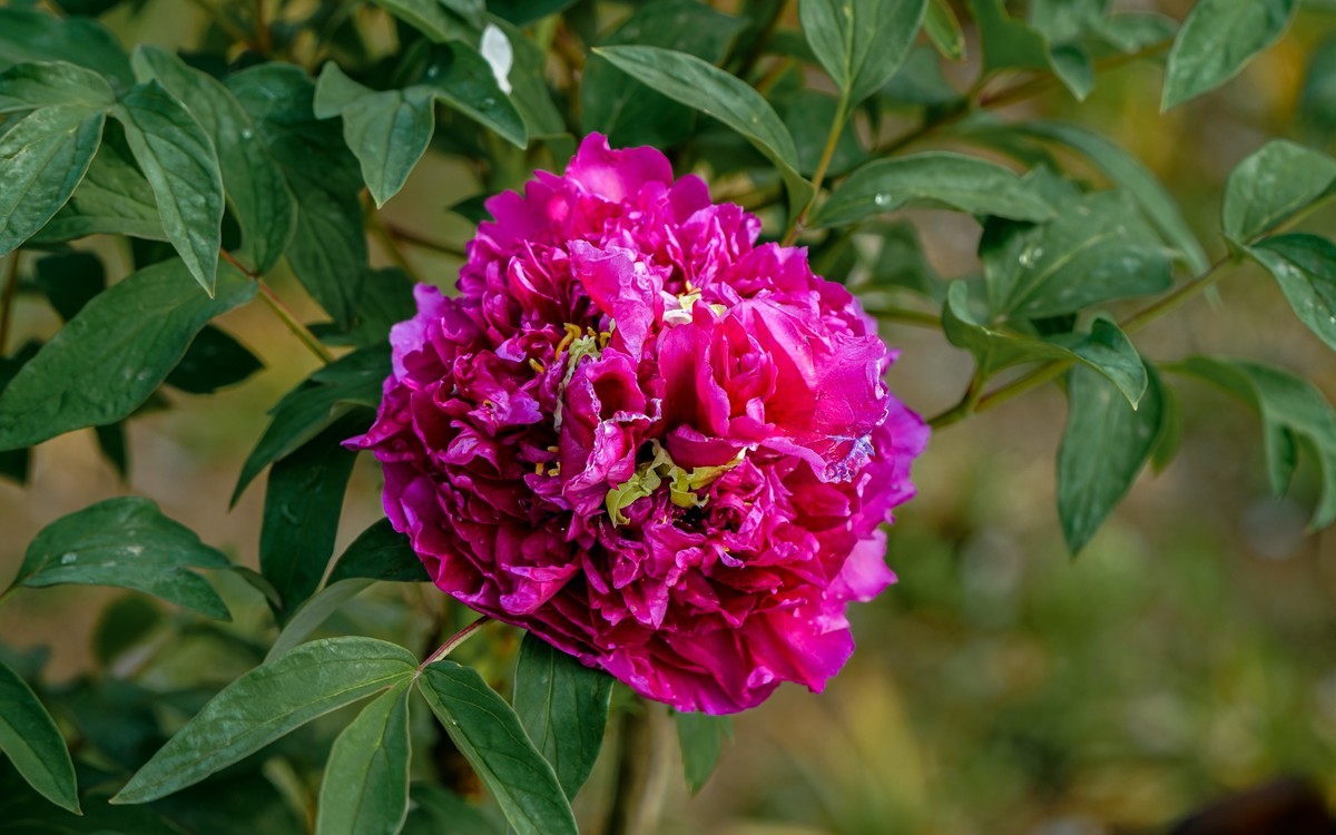 春游景山公园20240411 《1》