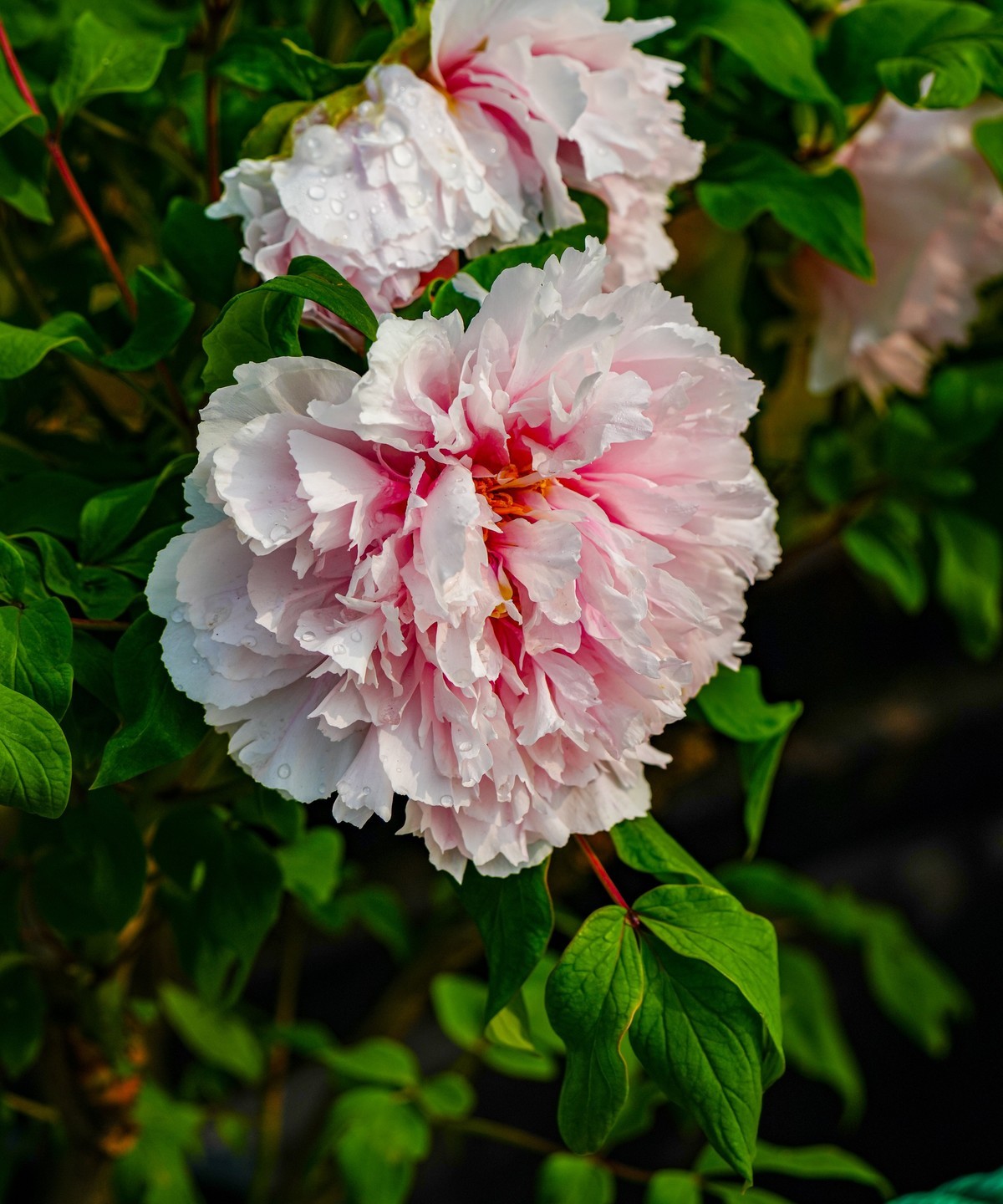 春游景山公园20240411 《1》