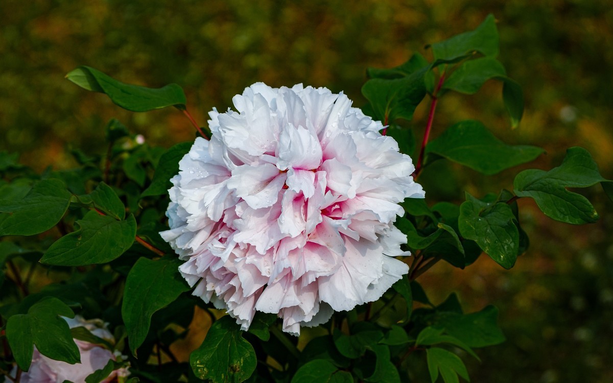 春游景山公园20240411 《1》