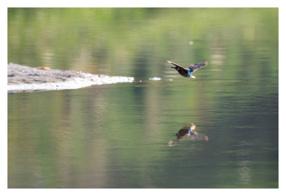 尼康D850拍翠鸟3