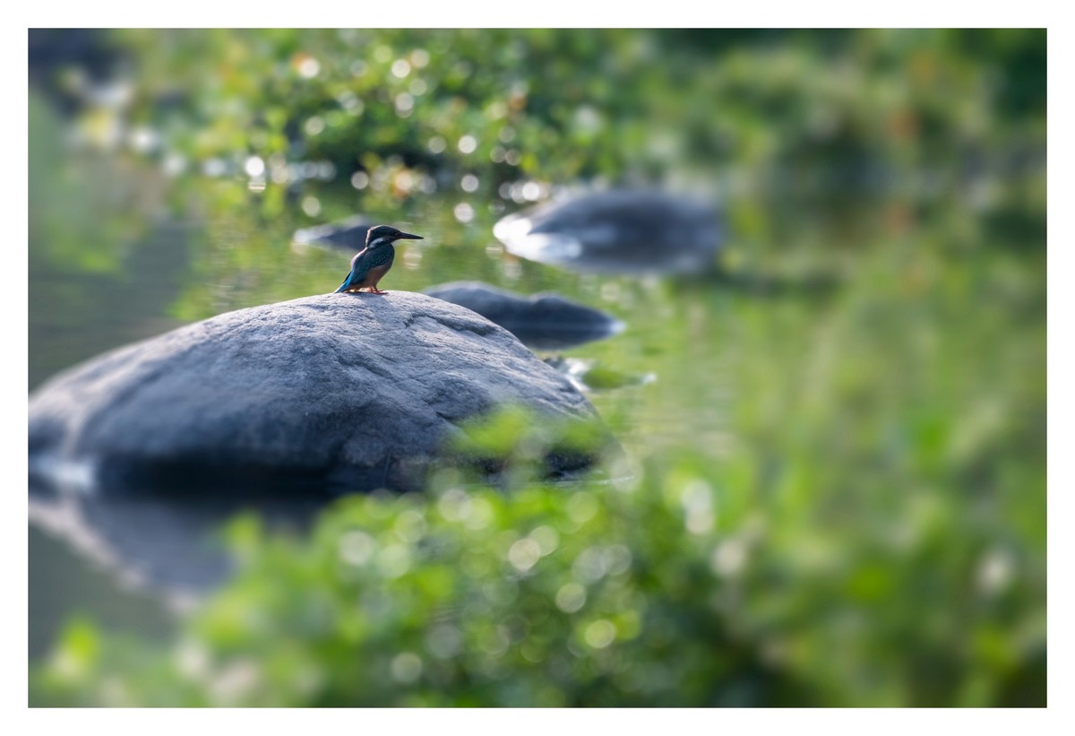 尼康D850拍翠鸟3