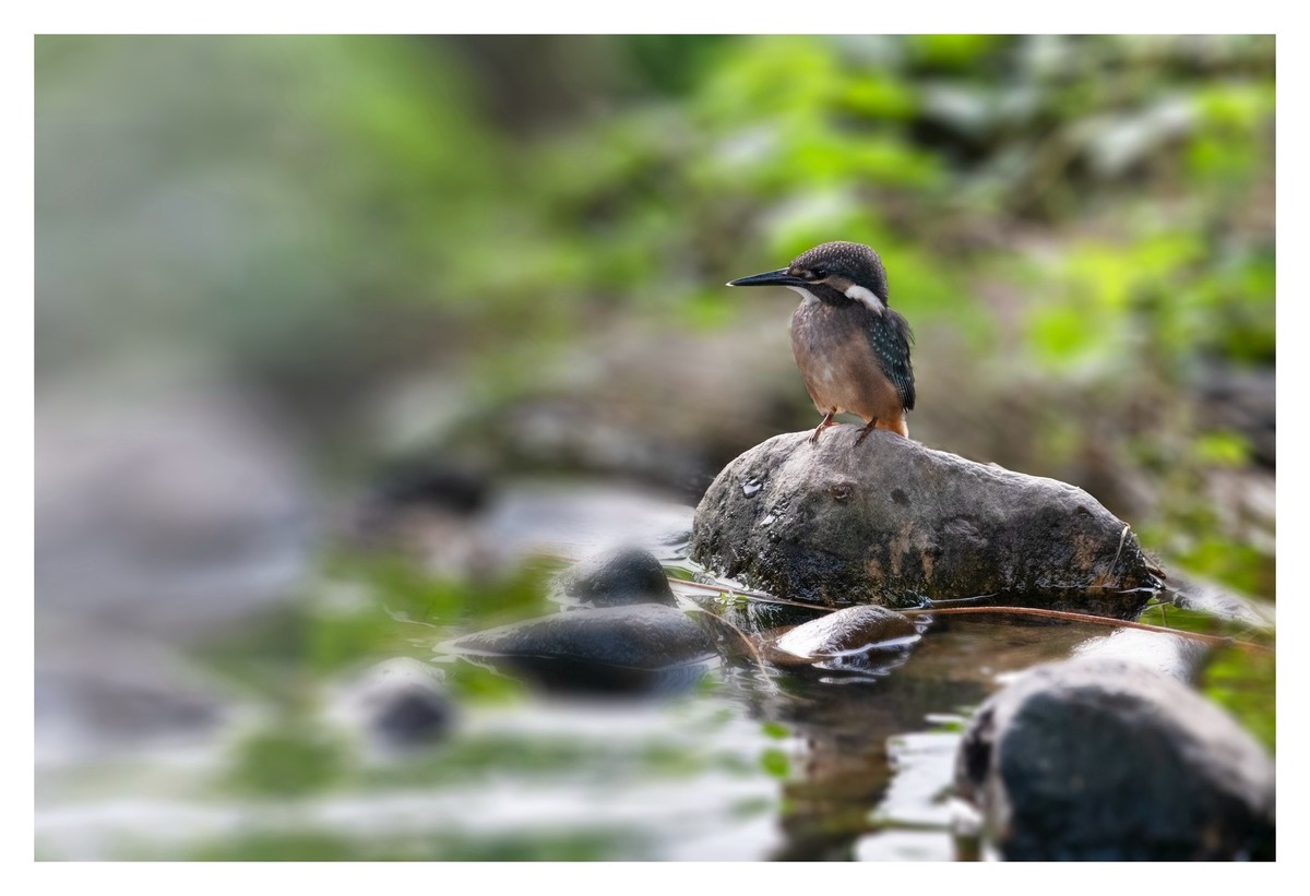 尼康D850拍翠鸟3