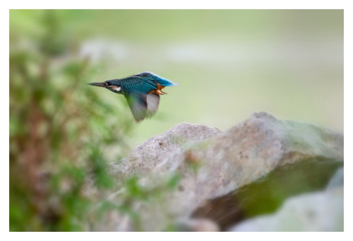 尼康D850拍翠鸟4