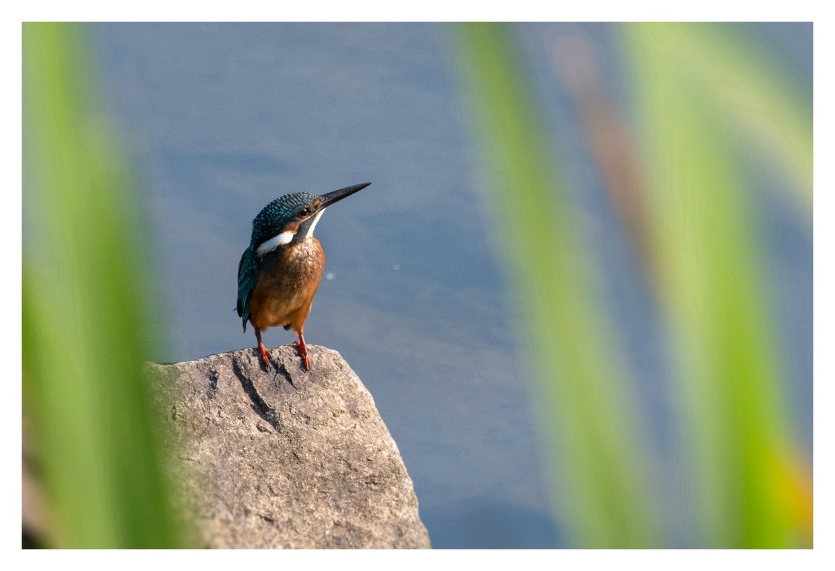 尼康D850拍翠鸟4