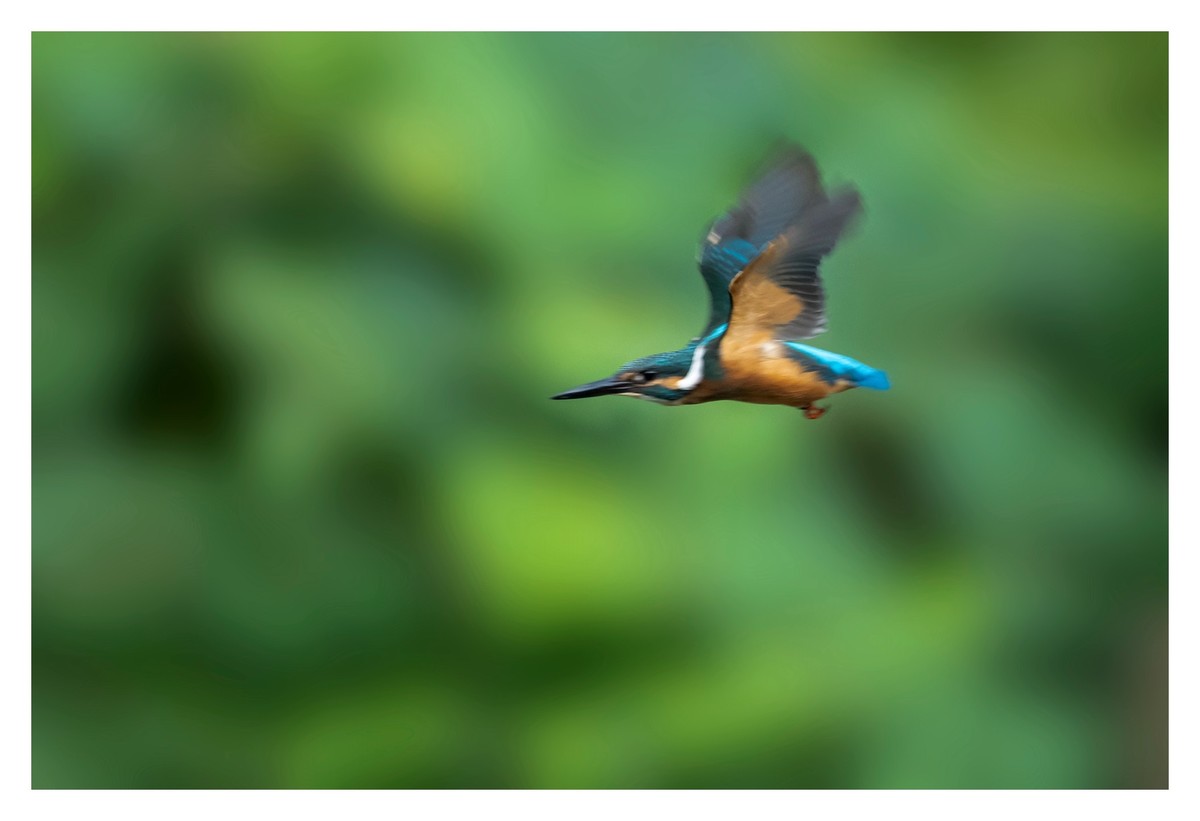 尼康D850拍翠鸟4