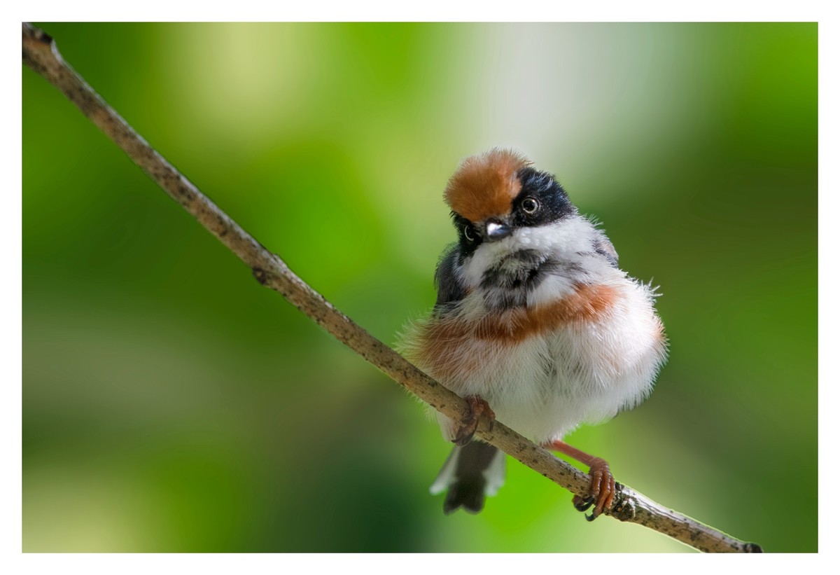 尼康D850拍红头山雀