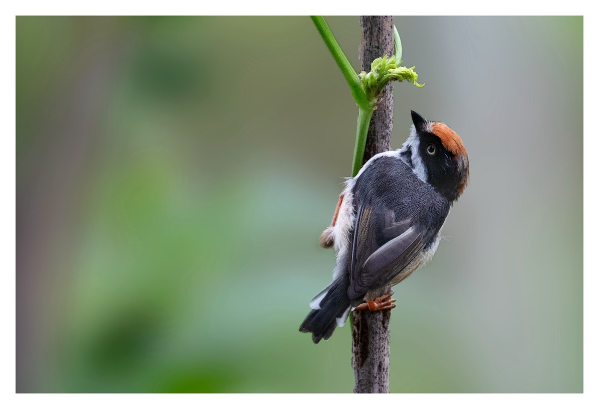尼康D850拍红头山雀