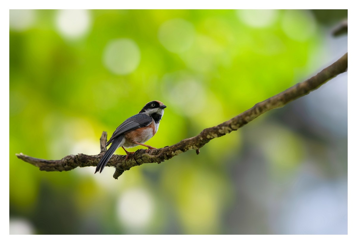 尼康D850拍红头山雀