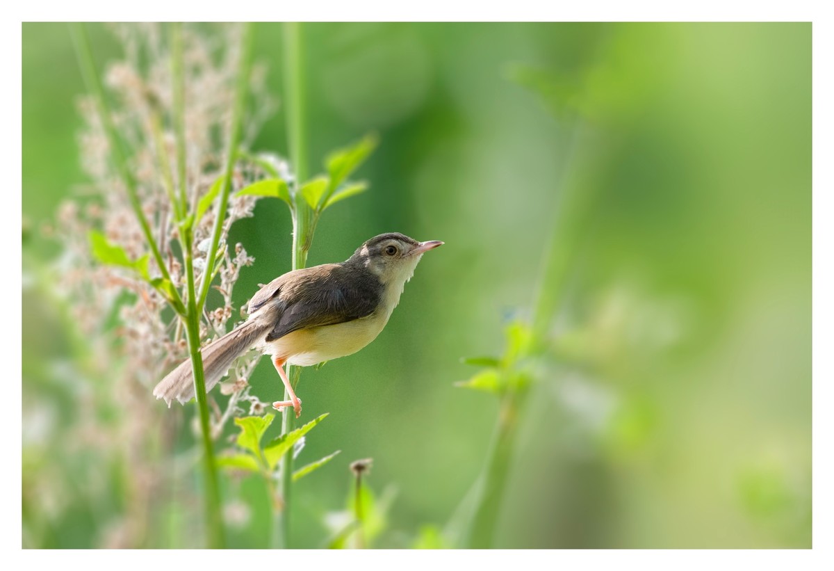 尼康D850拍纯色鹪莺