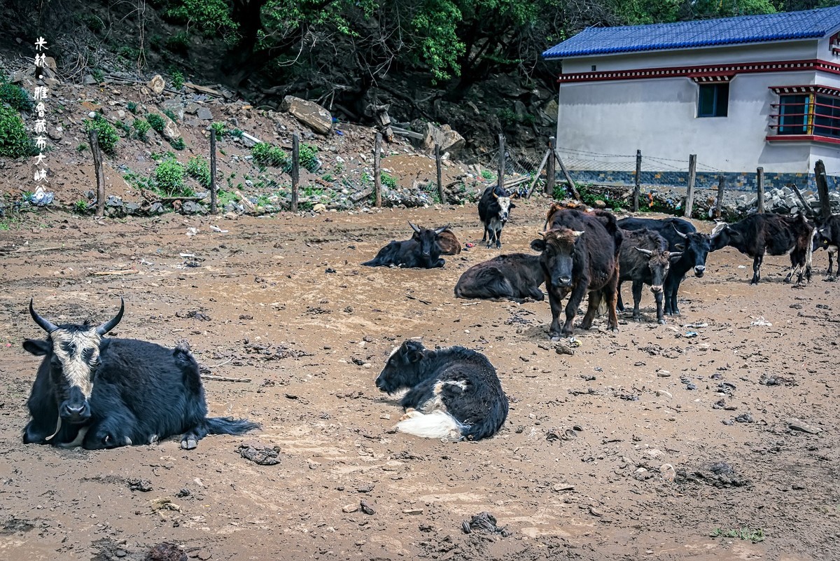 米林 · 雅鲁藏布大峡谷