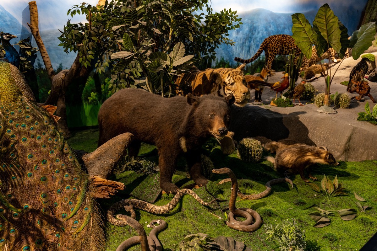 广东中药博物馆（18）