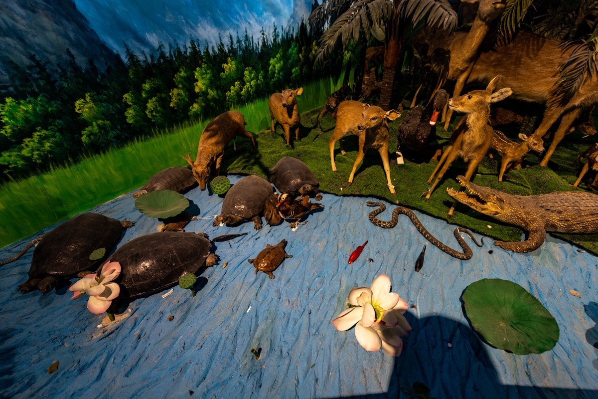 广东中药博物馆（18）