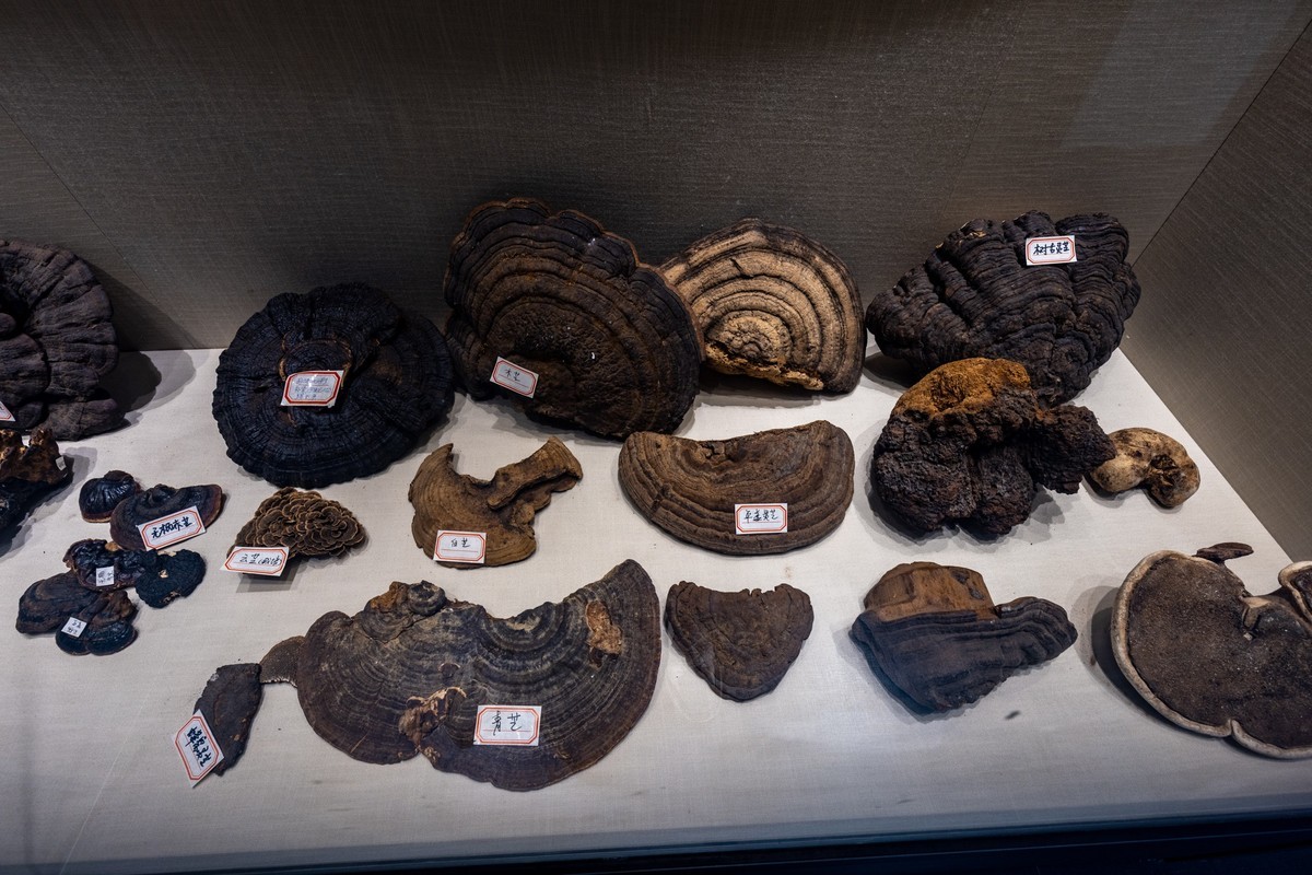 广东中药博物馆（18）