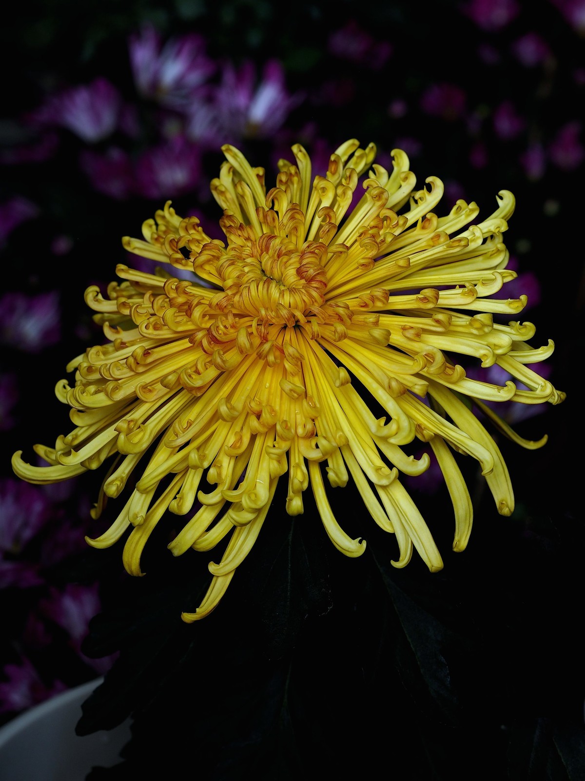 黄花岗公园菊展