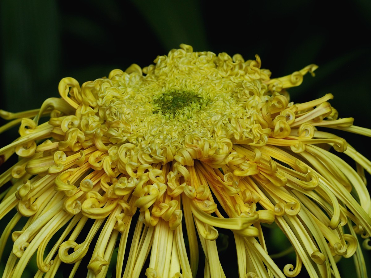 黄花岗公园菊展