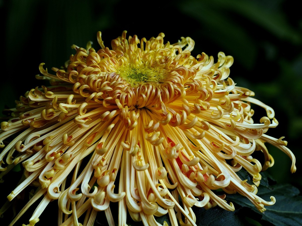 黄花岗公园菊展