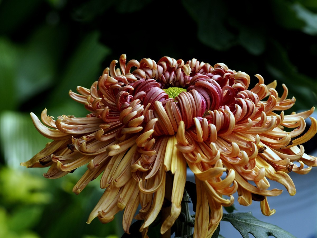 黄花岗公园菊展