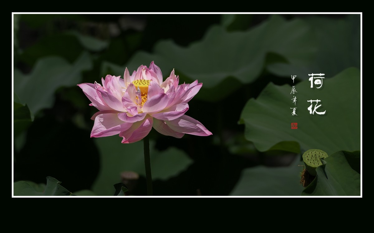 和和美美的的荷花