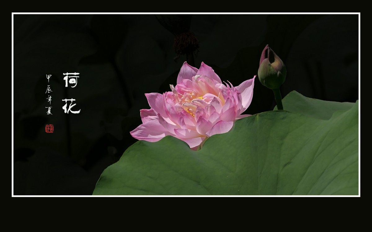 和和美美的的荷花