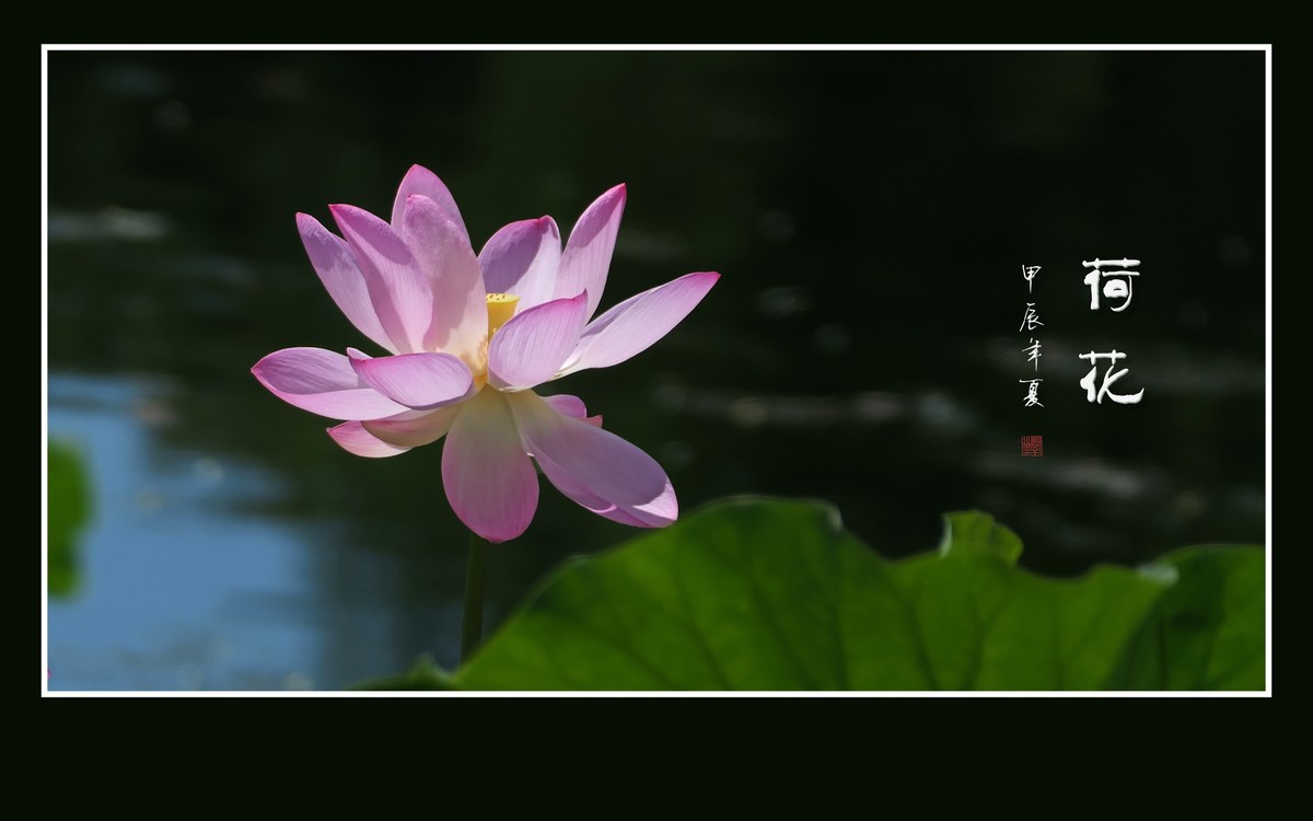 和和美美的的荷花