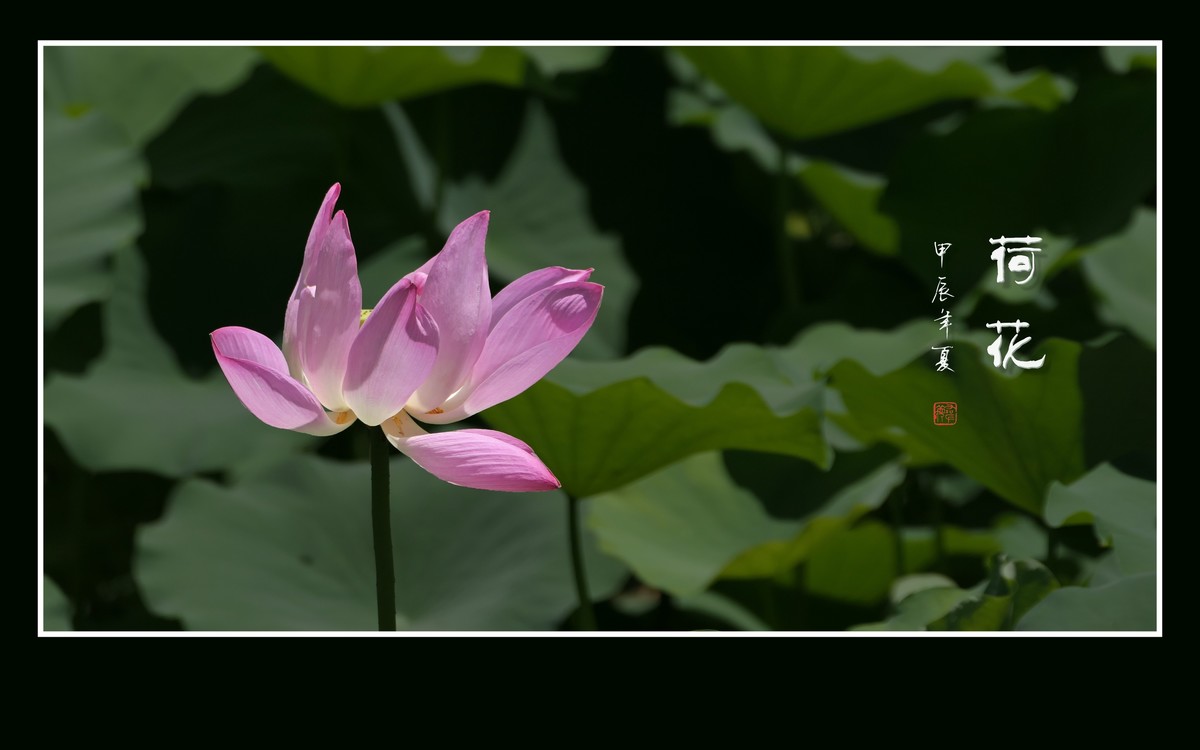 和和美美的的荷花