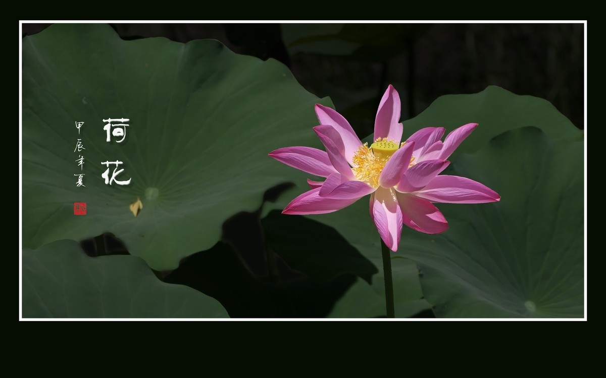 和和美美的的荷花