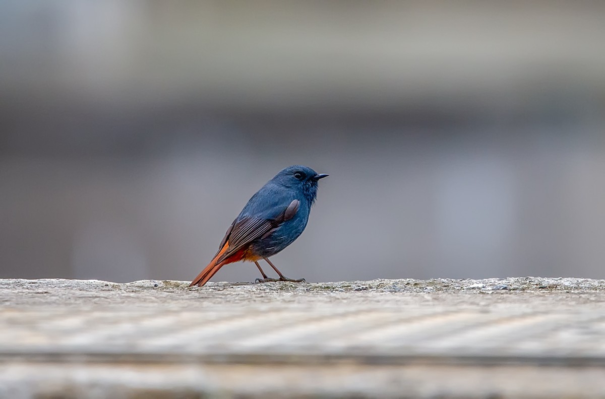 天气好了，鸟儿乱飞，适马长焦再拍鸟和花