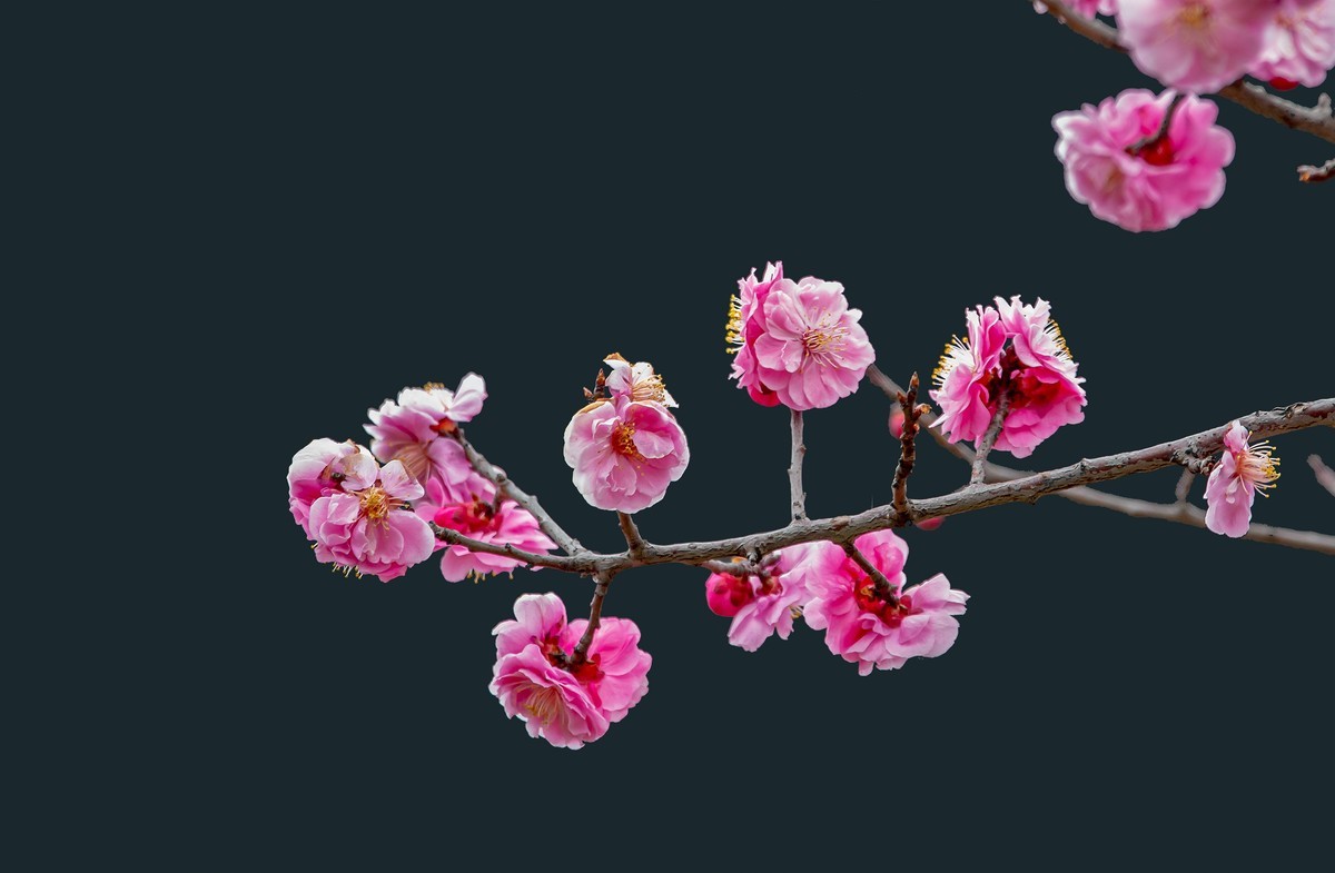 天气好了，鸟儿乱飞，适马长焦再拍鸟和花