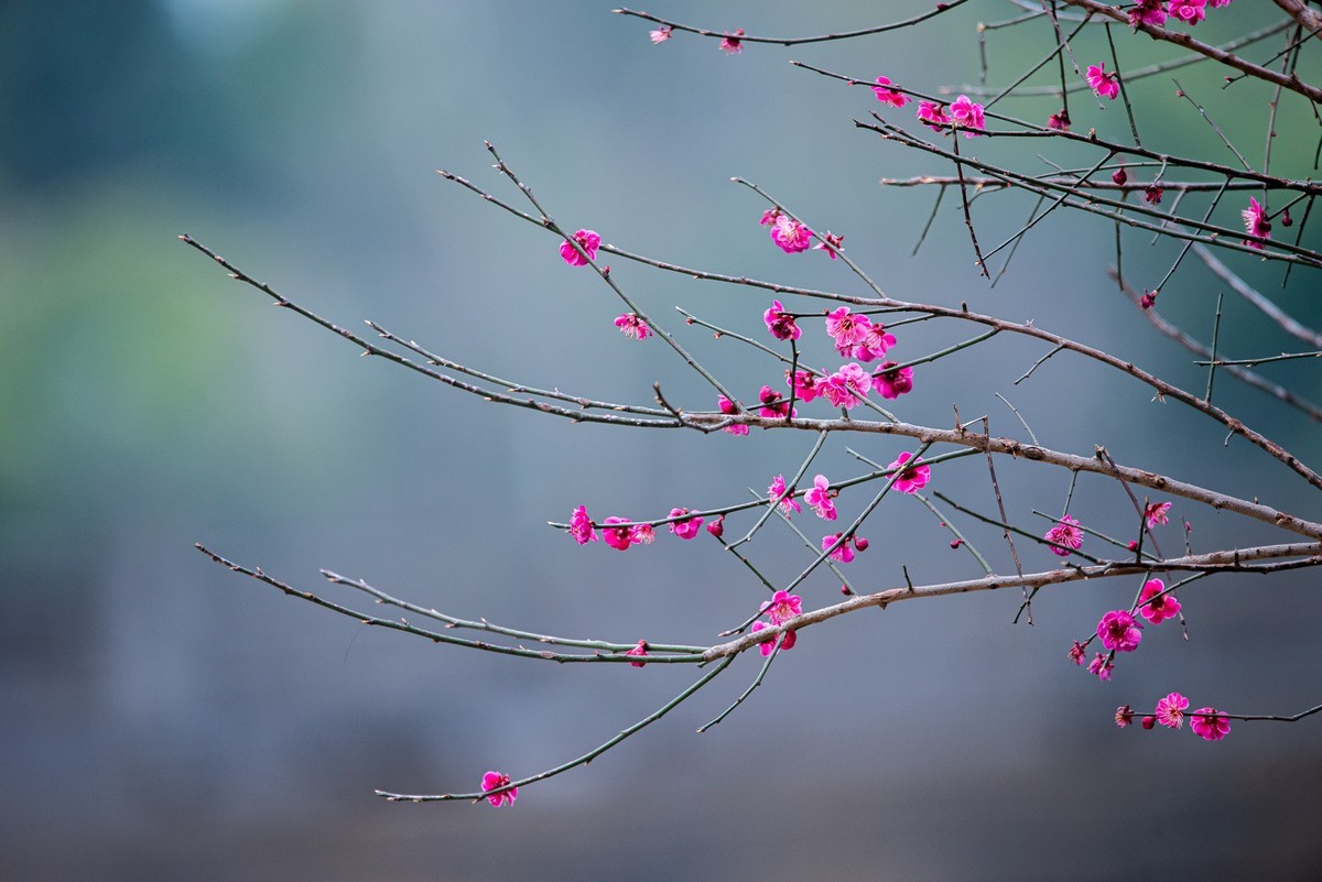 天气好了，鸟儿乱飞，适马长焦再拍鸟和花