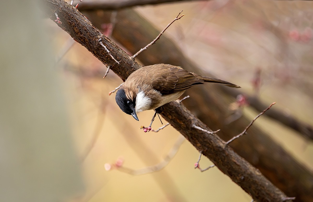 天气好了，鸟儿乱飞，适马长焦再拍鸟和花