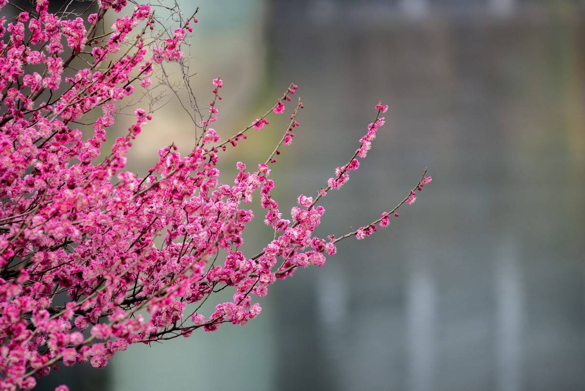 天气好了，鸟儿乱飞，适马长焦再拍鸟和花