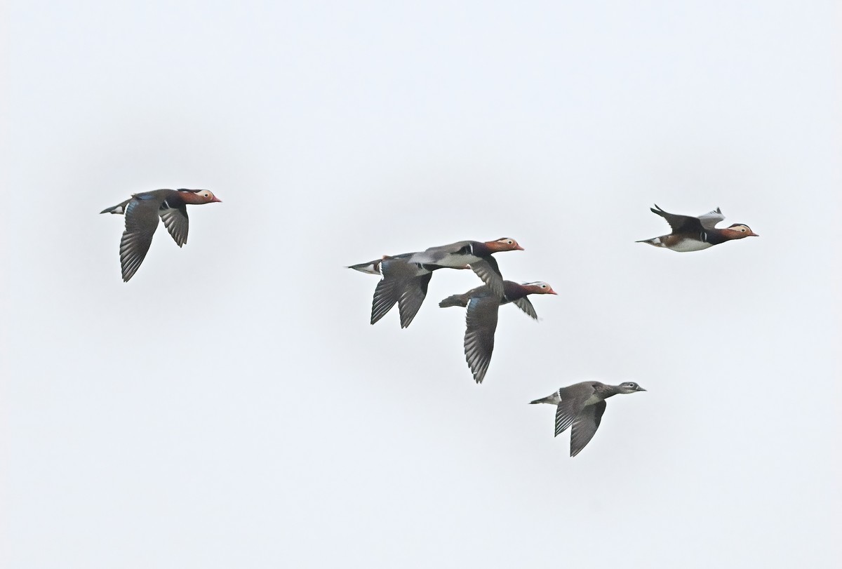 星空(中国)很冷清，发一组应该是鸳鸯吧