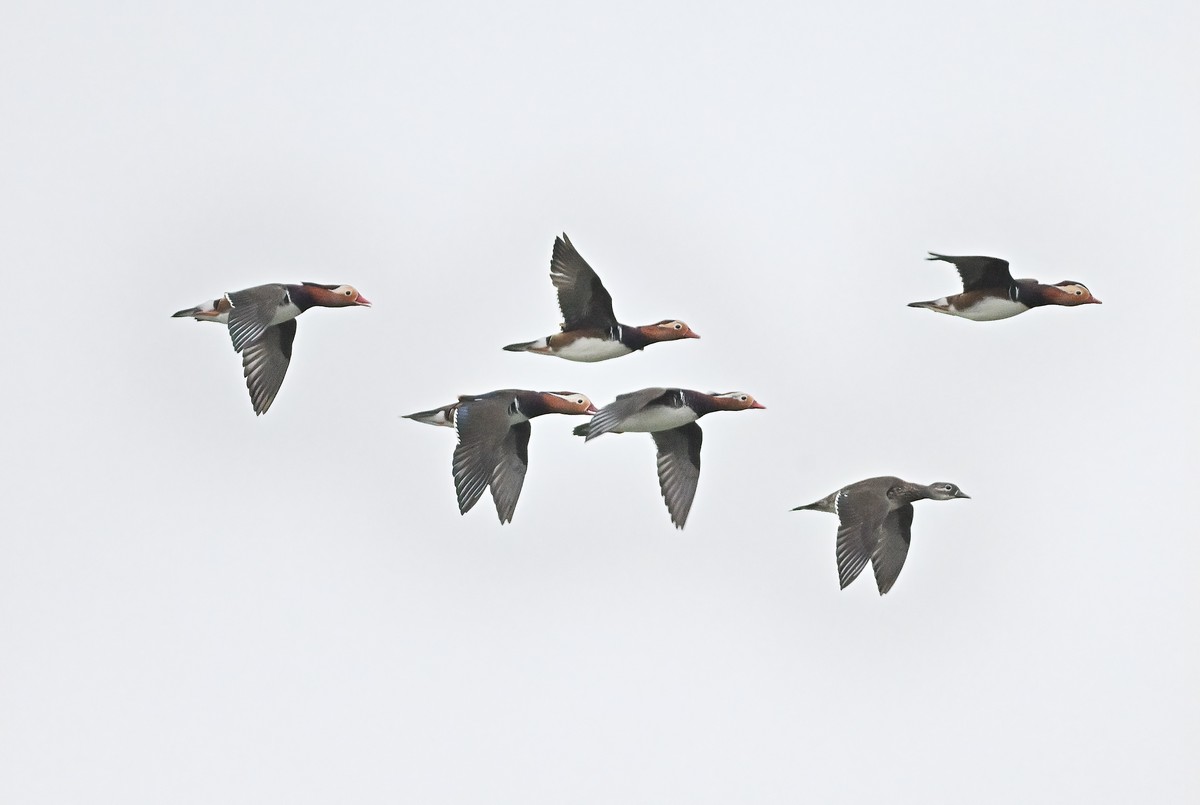 星空(中国)很冷清，发一组应该是鸳鸯吧
