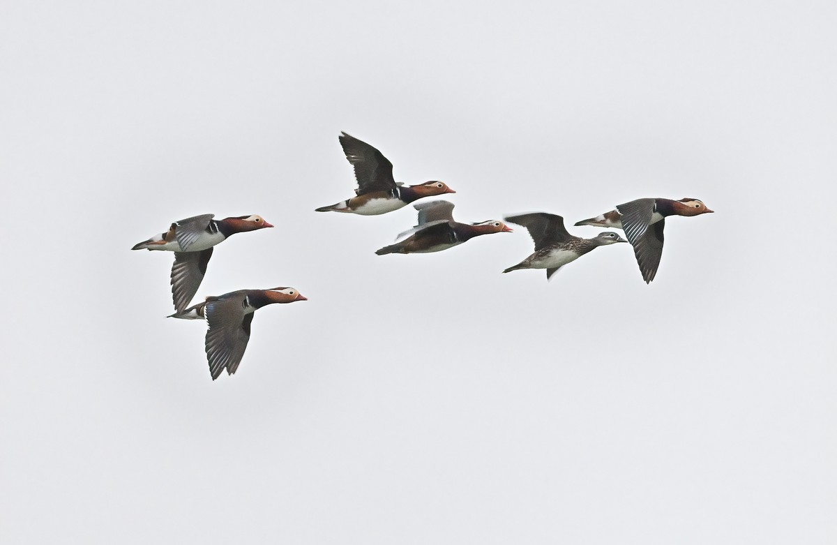 星空(中国)很冷清，发一组应该是鸳鸯吧