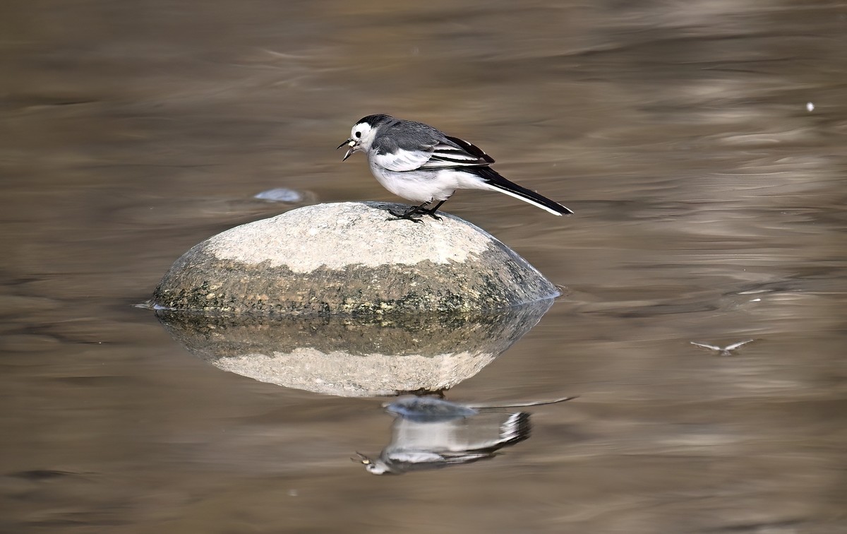2023年元旦发一组白鹡鸰