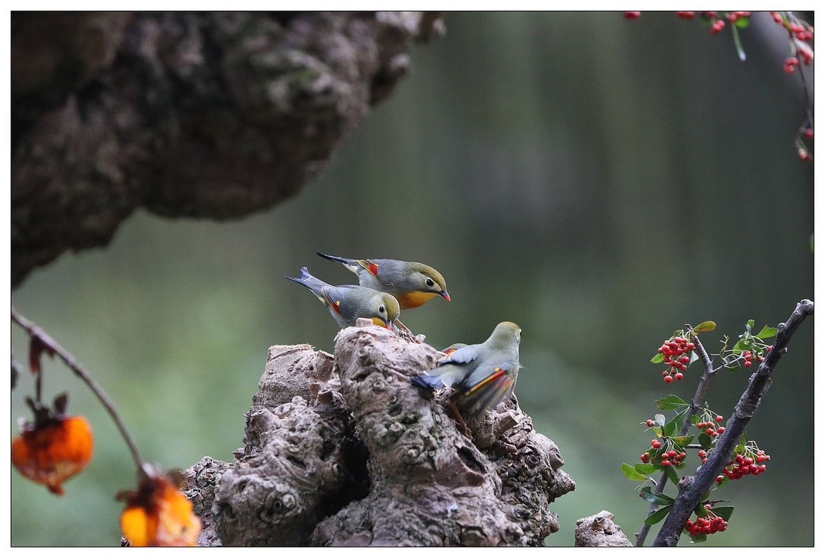回归的相思鸟（三十三）祝影友们：元旦快乐