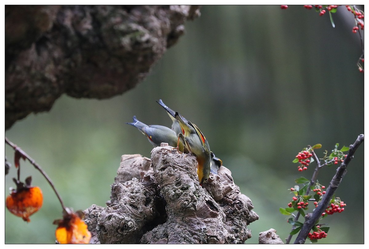 回归的相思鸟（三十三）祝影友们：元旦快乐