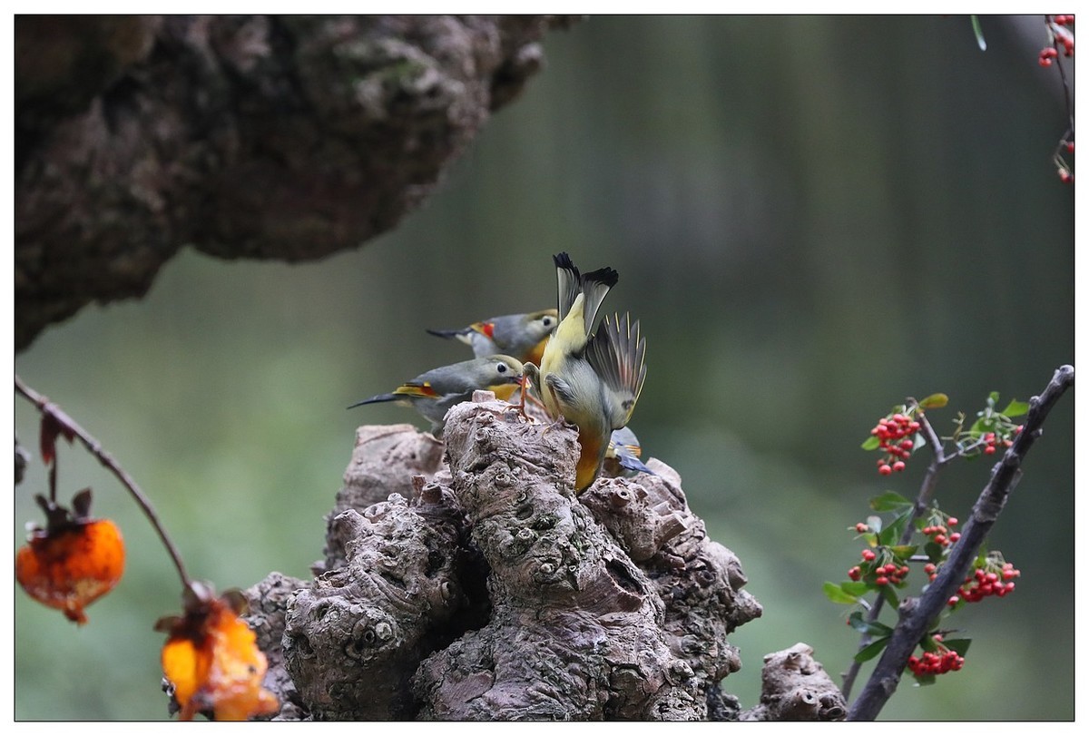 回归的相思鸟（三十三）祝影友们：元旦快乐