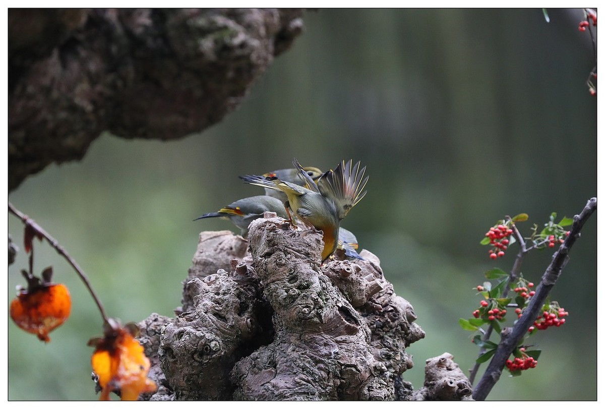 回归的相思鸟（三十三）祝影友们：元旦快乐