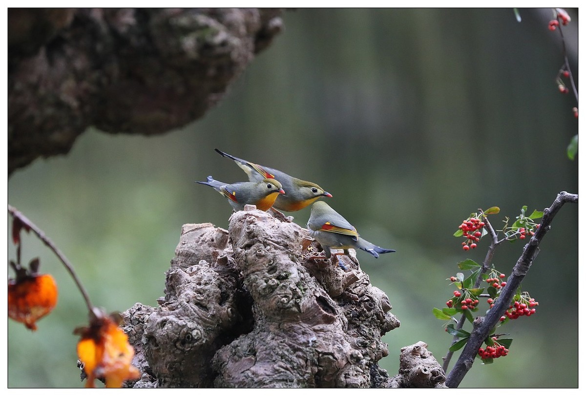 回归的相思鸟（三十三）祝影友们：元旦快乐