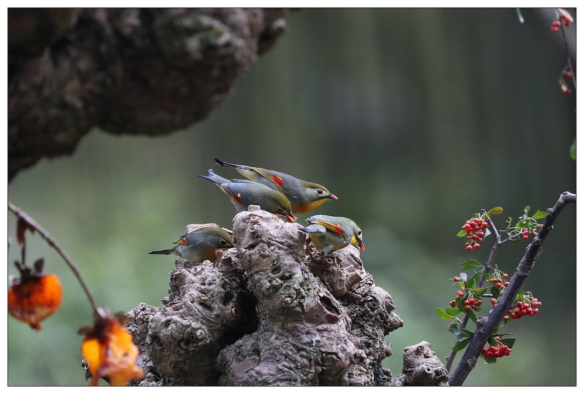 回归的相思鸟（三十三）祝影友们：元旦快乐