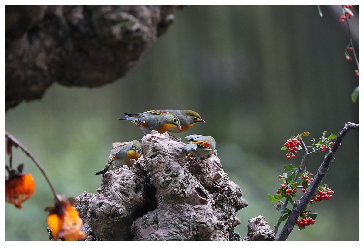 回归的相思鸟（三十三）祝影友们：元旦快乐